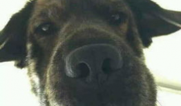 一个狗狗最新爆料图片,狗狗最新爆料萌态十足